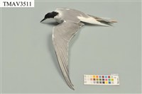 藏品(燕鷗)的圖片